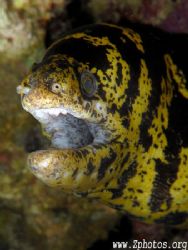 This chain moray proved to be very shy indeed. I had to w... by Zaid Fadul 